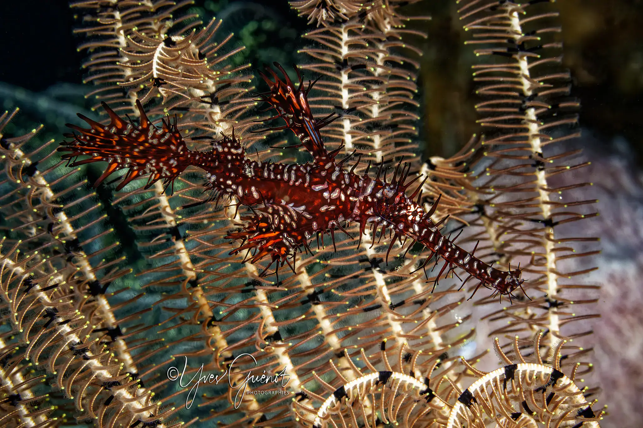 Ornate ghost pipefish, red and white body, spiny fins, camouflaged, among feather stars, coral reef background
