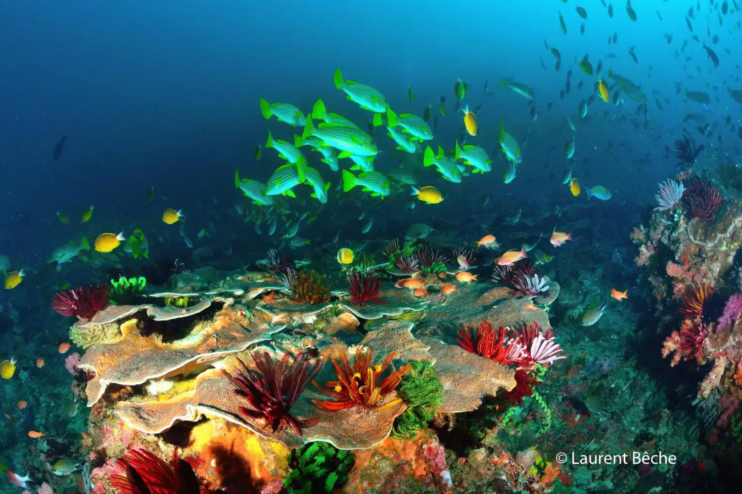 Colourful reef, Marine life, Reef fish in the background, 