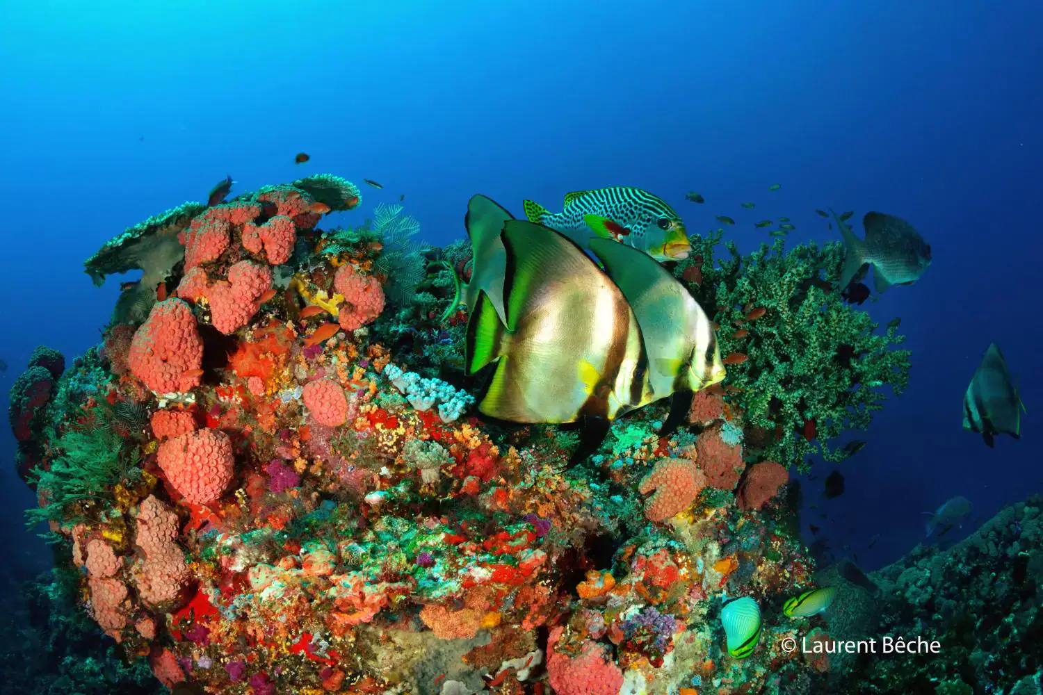 Colourful reef, Vibrant marine life, Deep blue water
