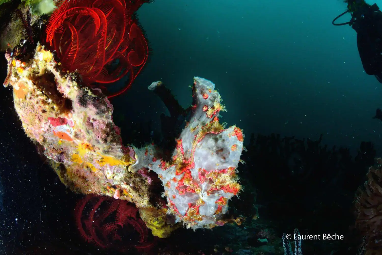 Warty frogfish, sponge-covered rock, red crinoids, deep blue water, scuba diver silhouette