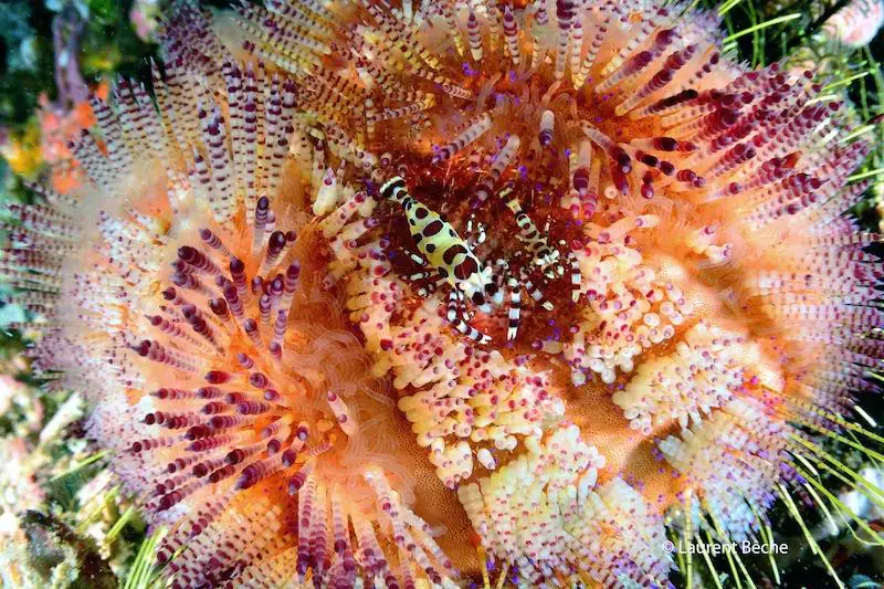 Vivid colors, mainly red and coral, a scorpionfish