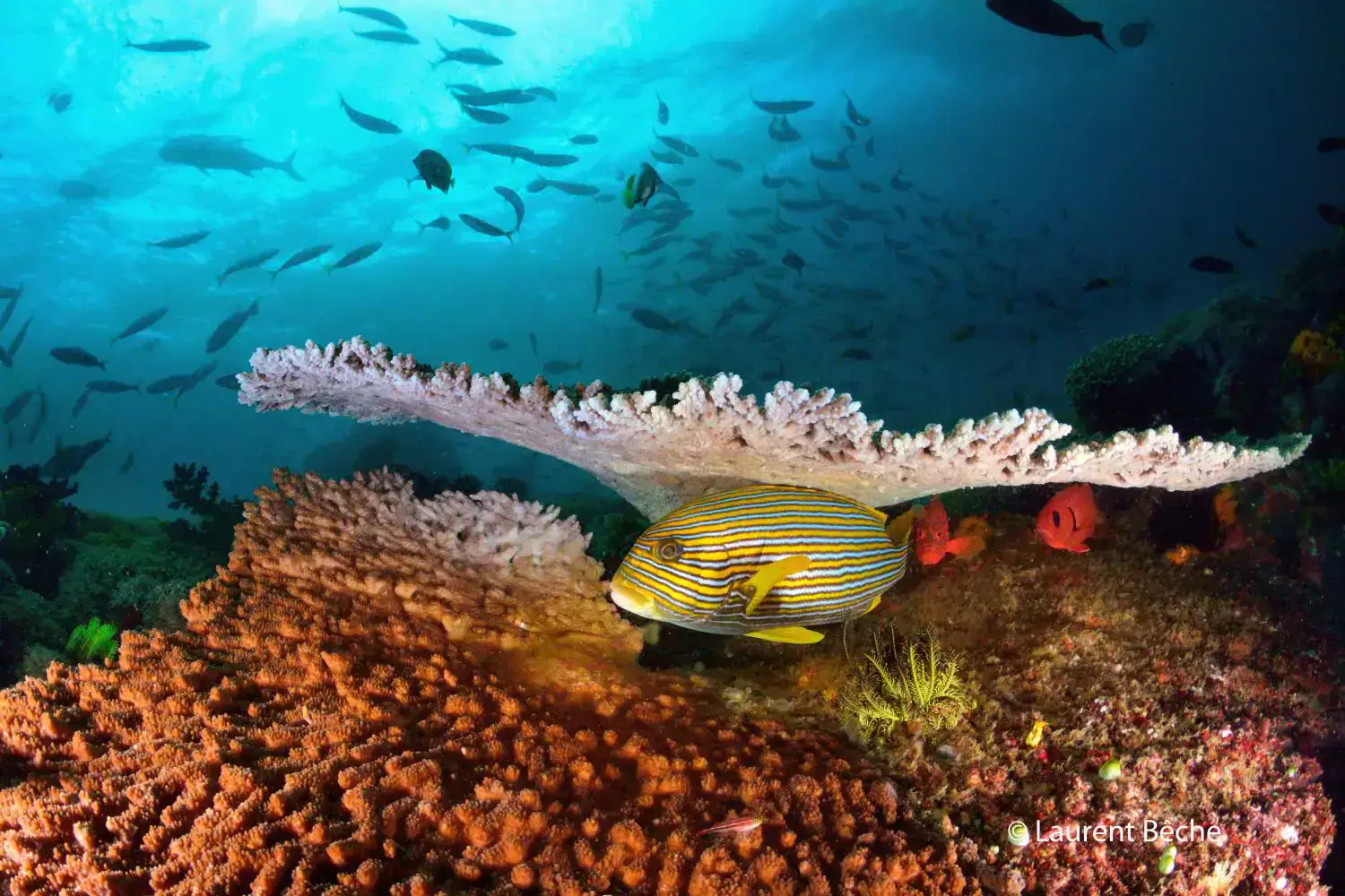 Colourful reef, sponge-covered rock, red crinoids, deep blue water, fish