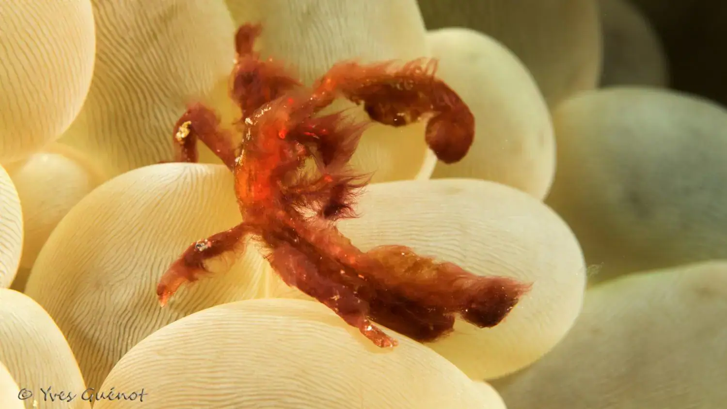 tiny hairy crab, perched on bubble coral, marine creature, underwater macro photography