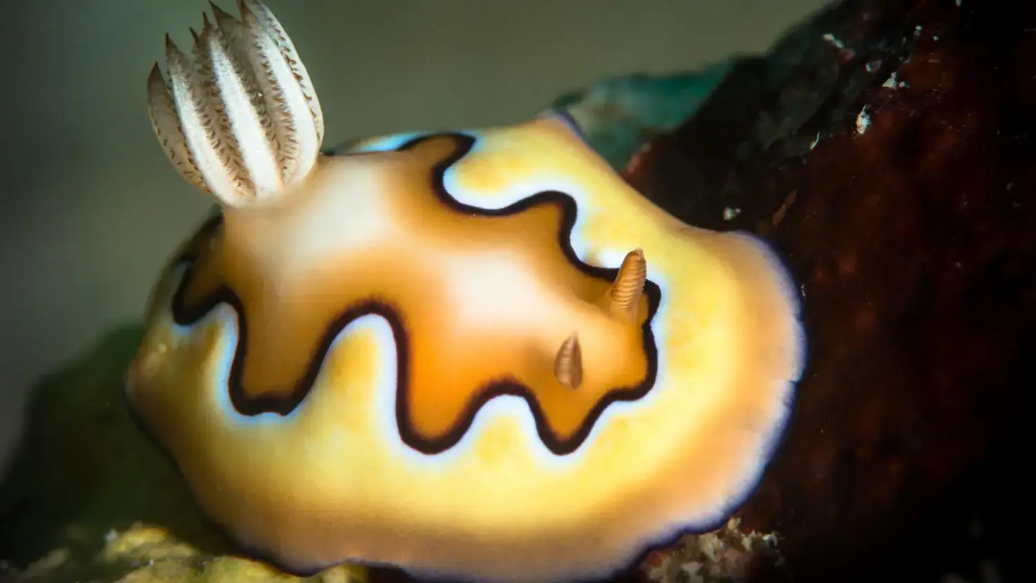 yellow nudibranch, wavy black outline, soft body, marine mollusk, underwater macro, coral reef, ocean wildlife