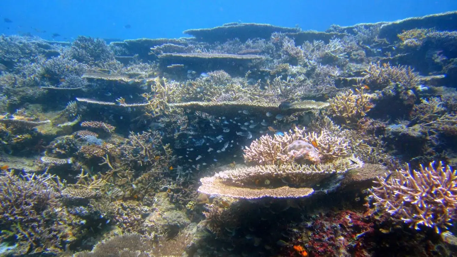 Beautiful underwater corals, reef, marine life, biodiversity