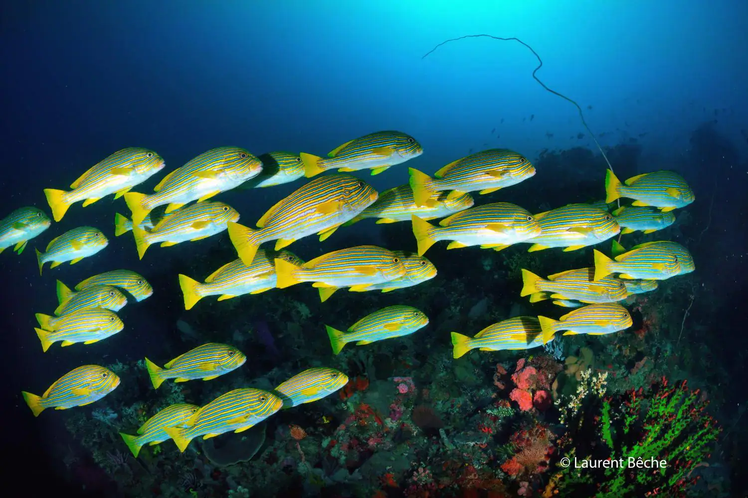 Yellow-green fish school, Marine life, deep blue water, Ocean depths