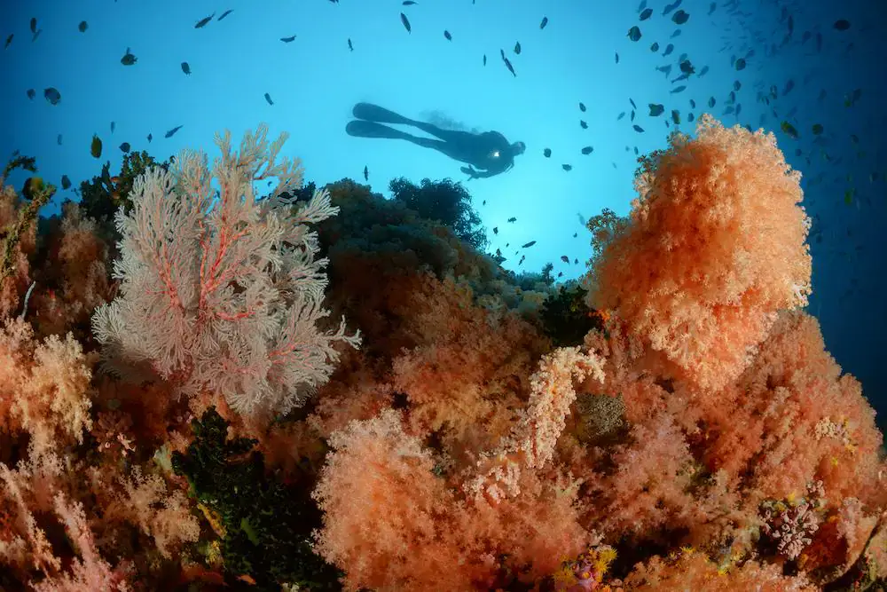 Zoom on the reef, Colourful corals, Diver in the background, School of fish, Diving