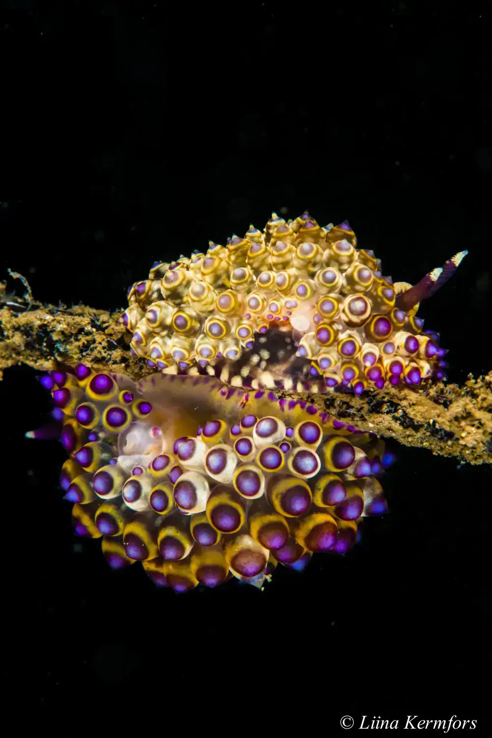 Macro marine life