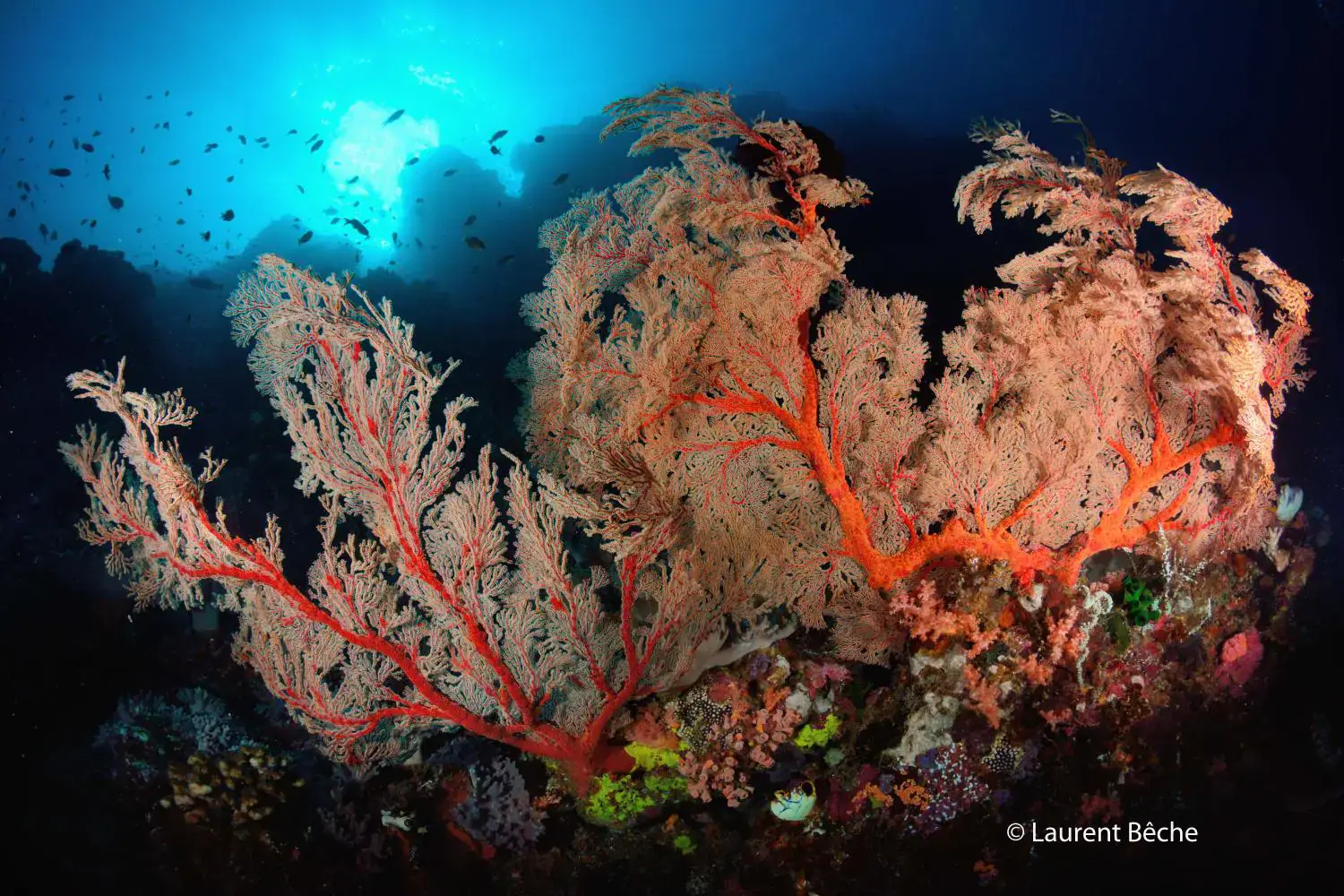Colourful reef, Deep blue water, School of fish in the background