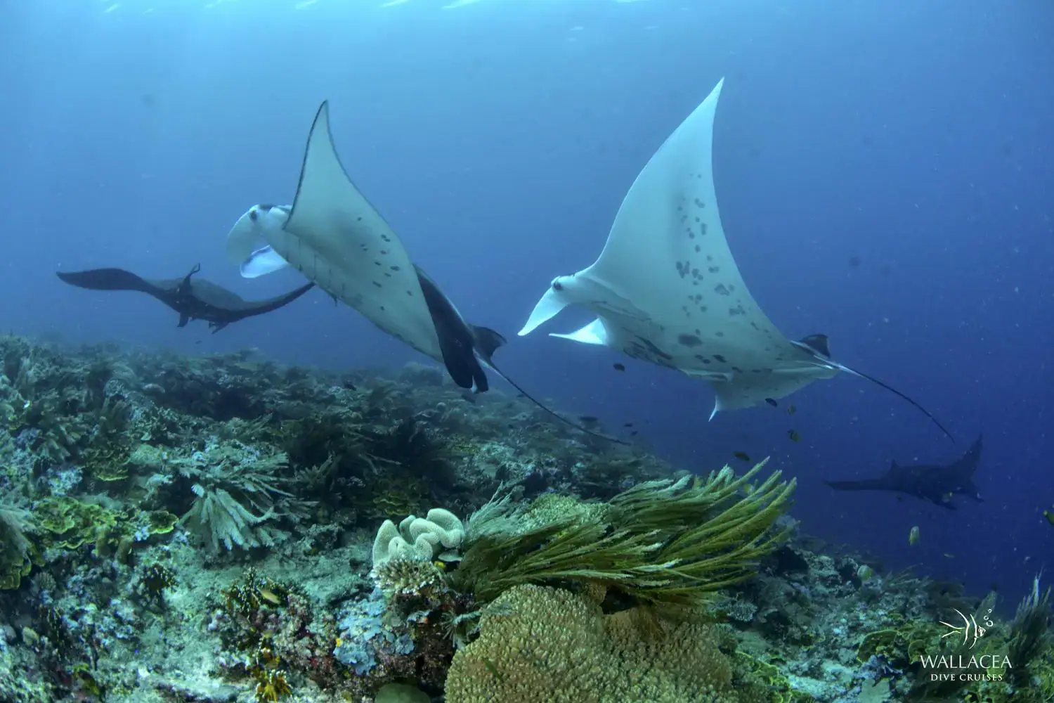 Manta ray, Marine life, Majestic creatures, Deep water