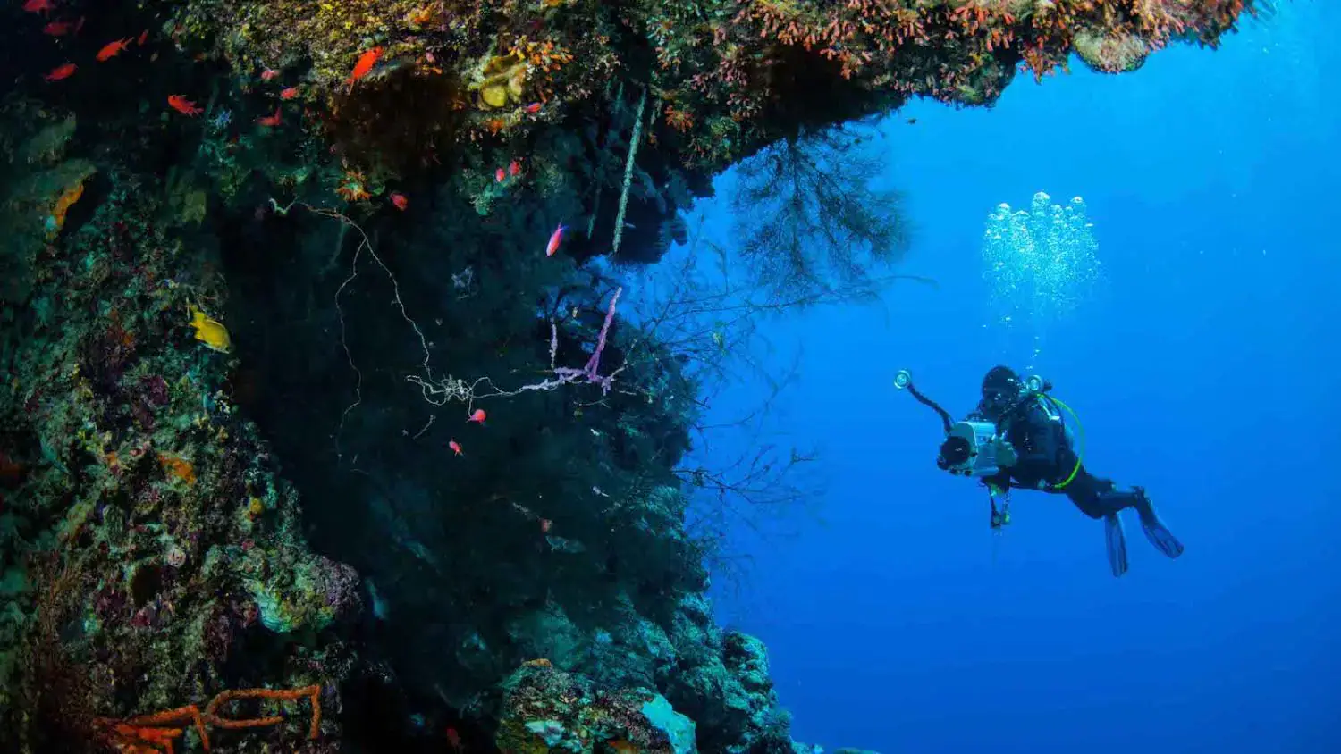 colorful corals, diver taking photos, vibrant fish, clear water, underwater photography, marine life