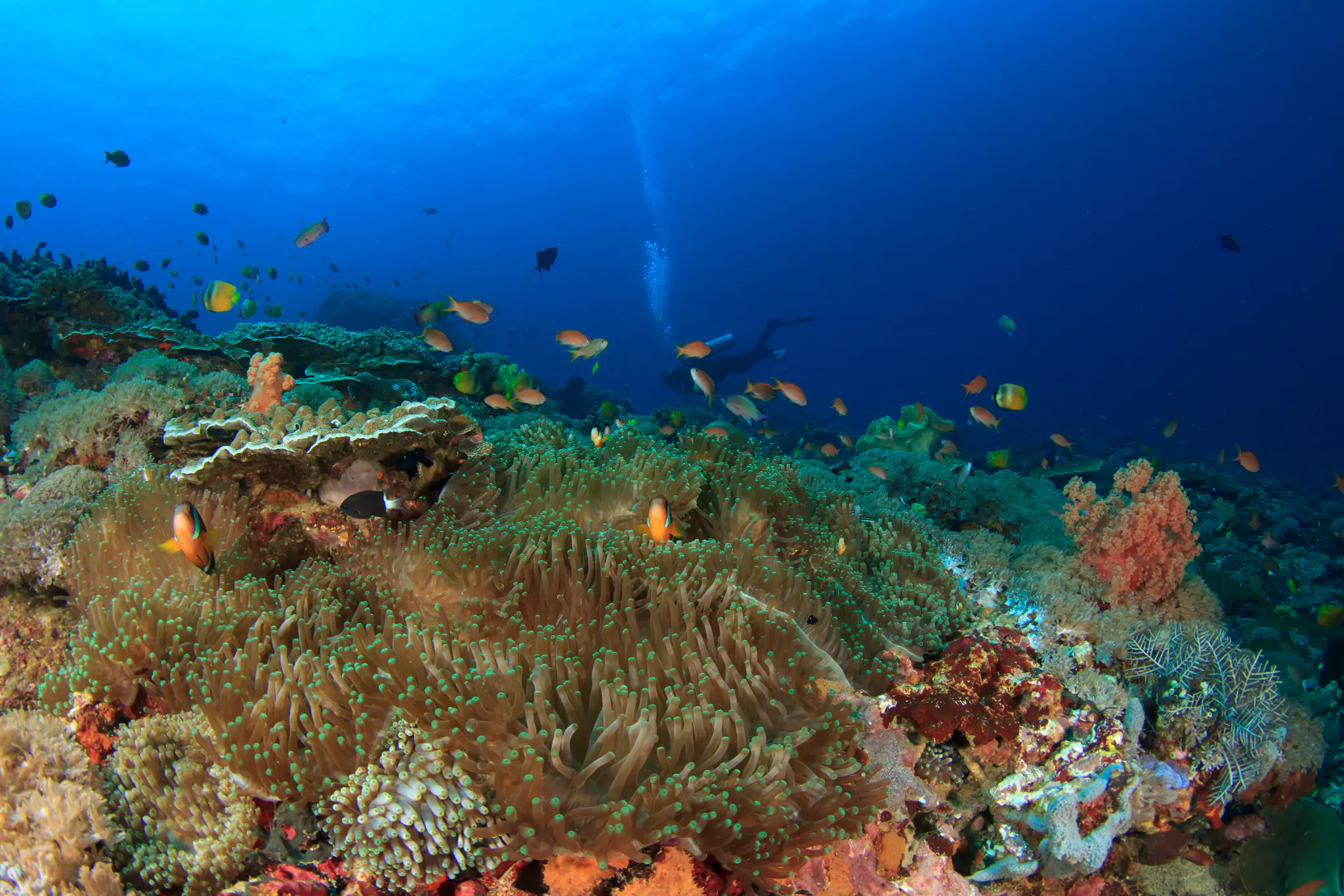 Explore Raja Ampat Underwater