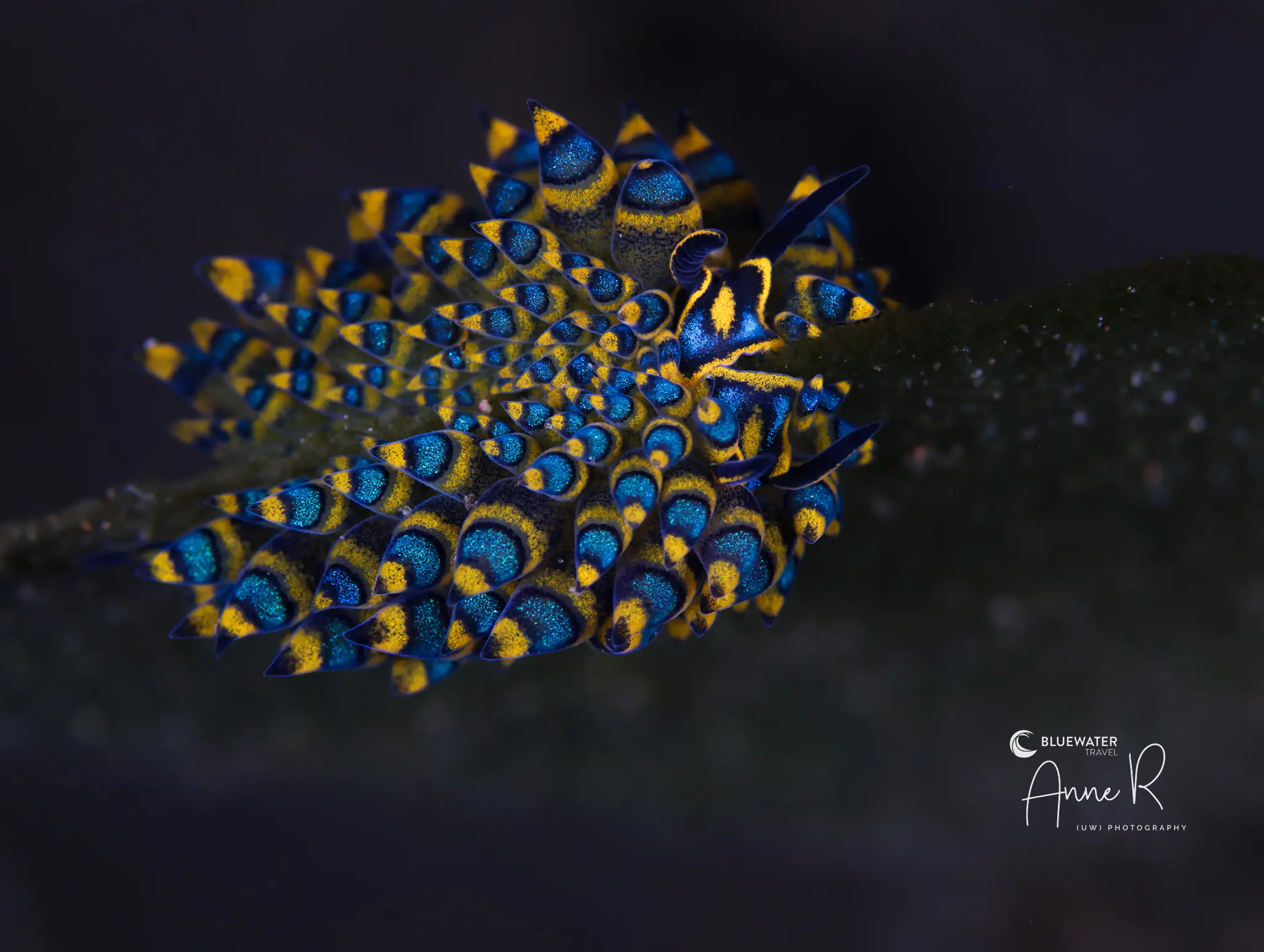 Underwater Photography Contest Participant Anna R | Wallacea Dive Cruise