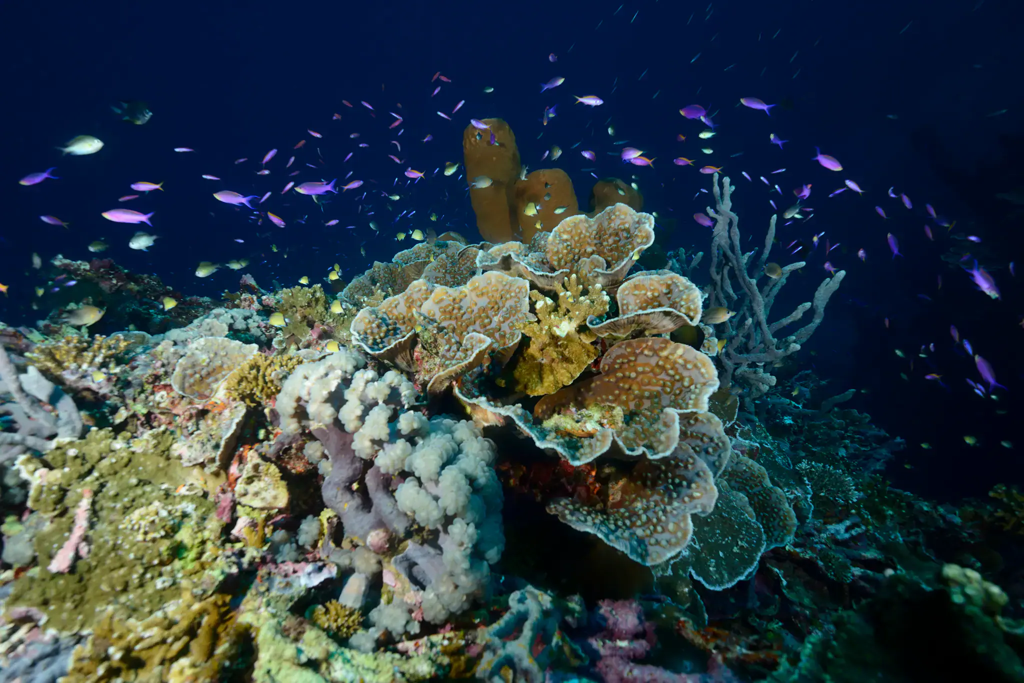 coral reef, colorful fish, deep blue water, marine biodiversity, underwater ecosystem, vibrant sponges