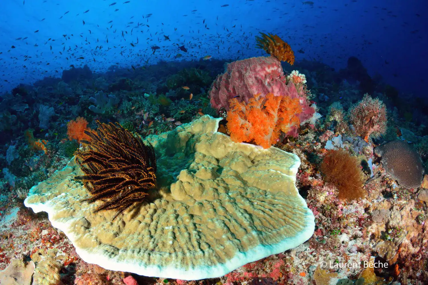 vibrant coral reef with plate coral, orange soft corals, small fish, clear blue water