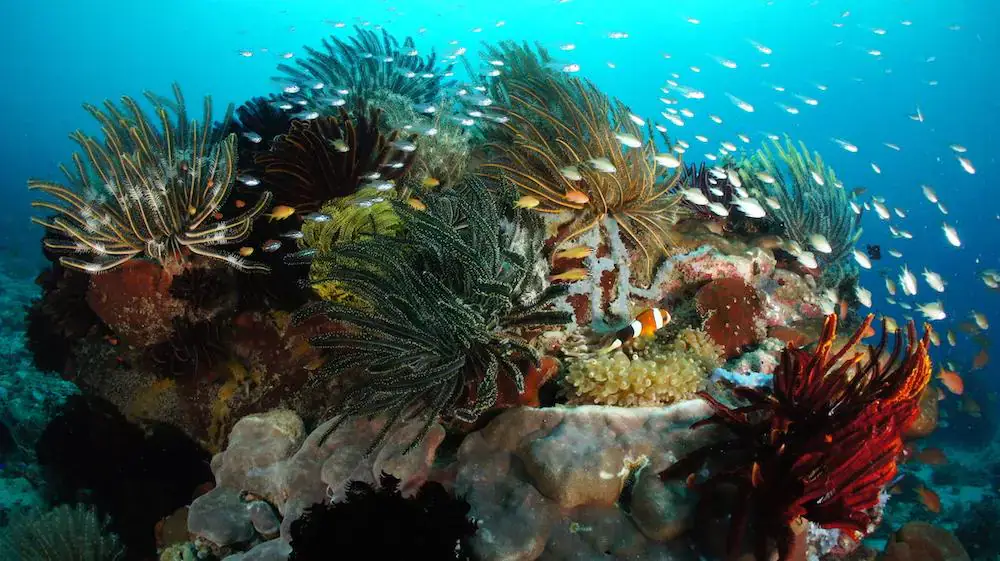 Colourful corals, Fish, Vibrant marine life, Crystal clear water
