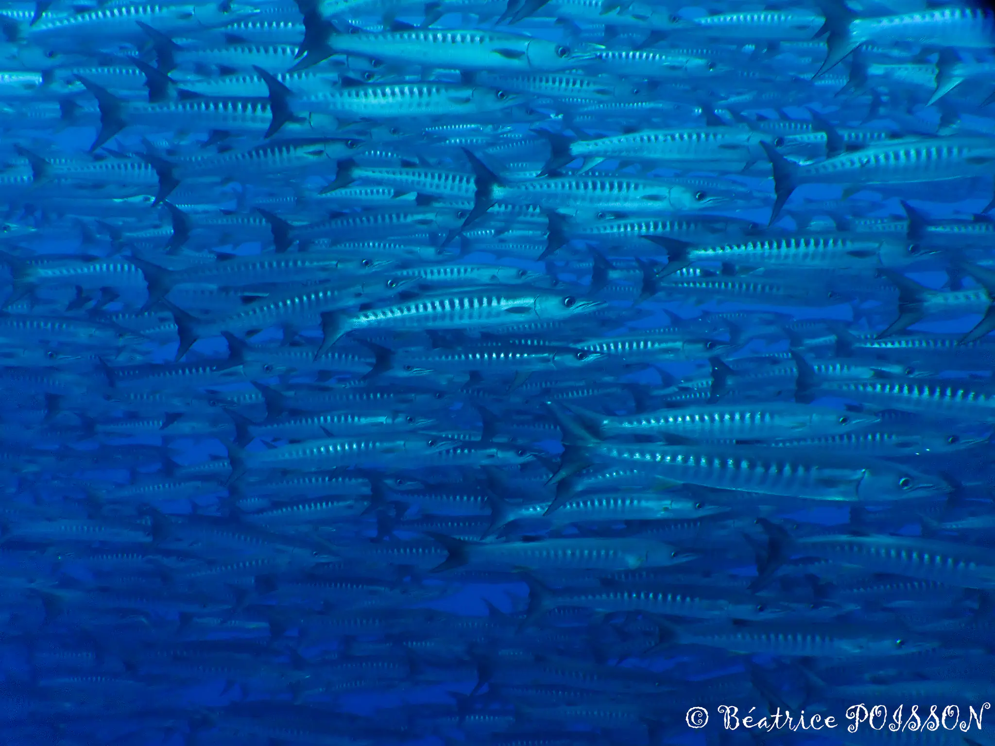 Diving with Baracudas