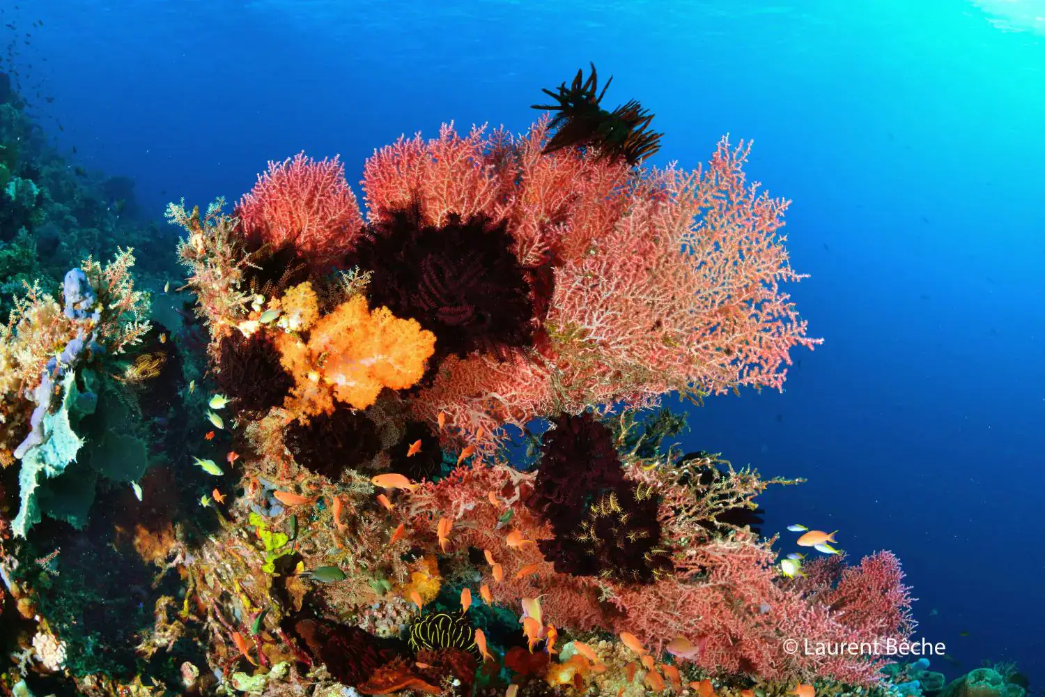 Colourful underwater, Corals, Deep blue water