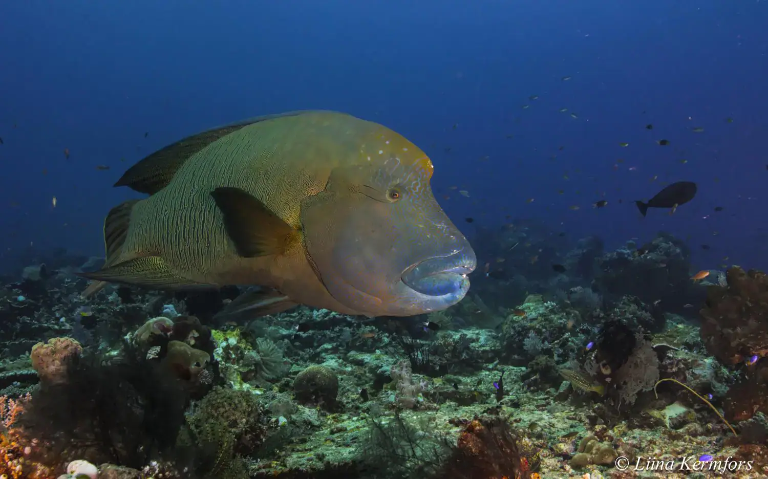 humphead parrotfish, coral reef, underwater scene, deep blue water