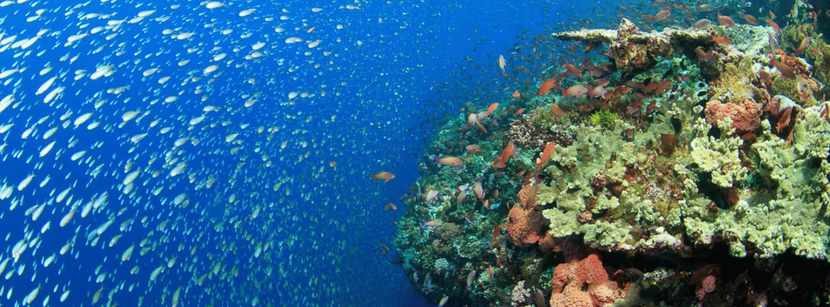 Banda Sea Diving by Wallacea Dive Cruise