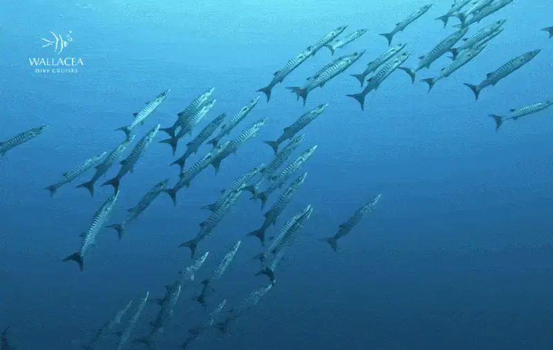 Swimming with Barracudas in Togean Raja Ampat