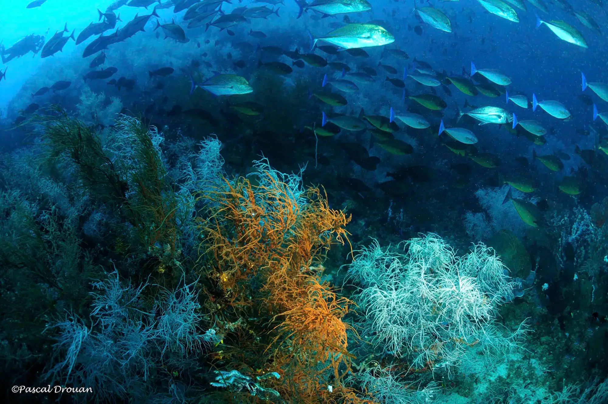 Bloack-coral, School of fish, Deep water