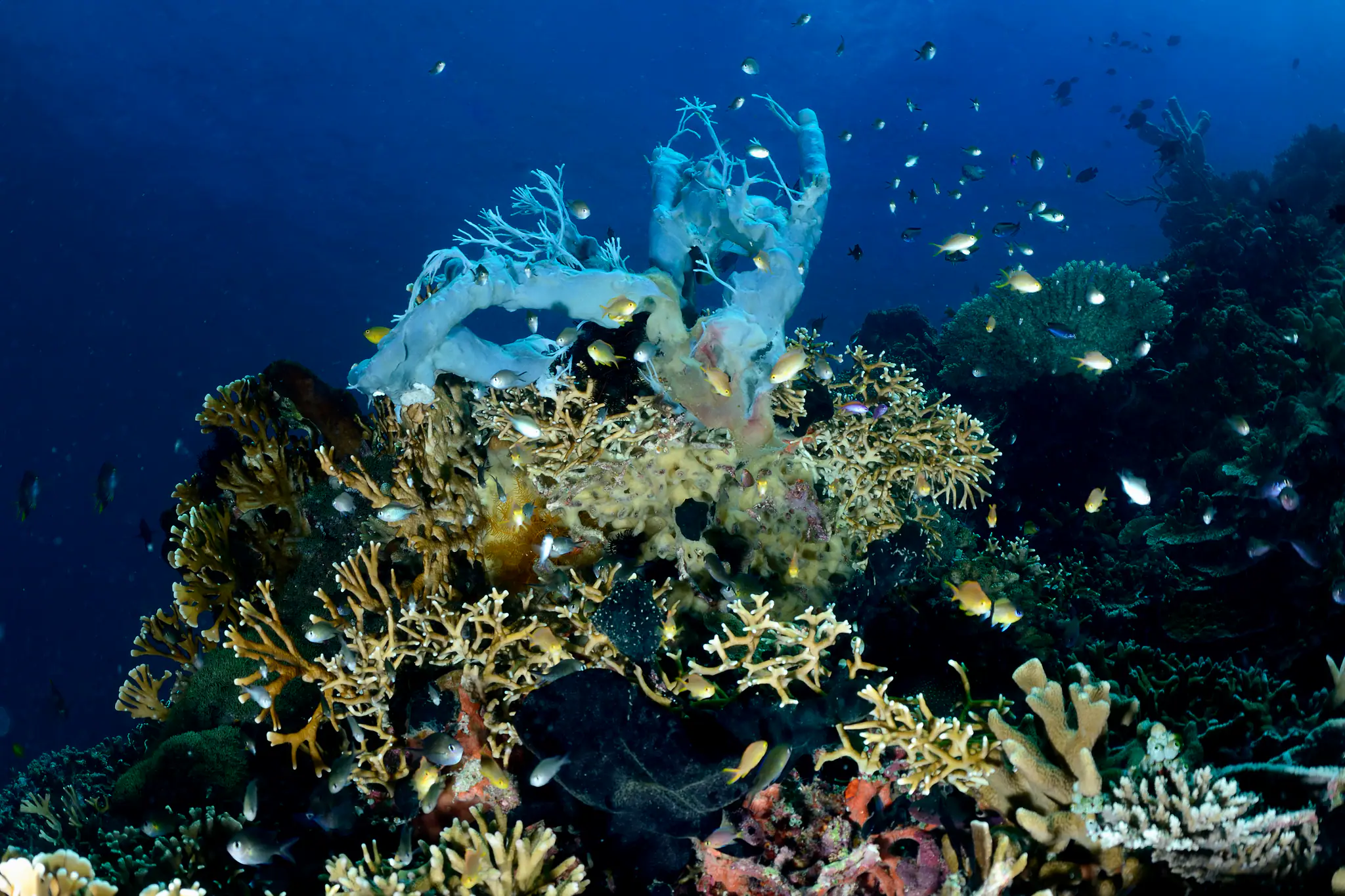 blue-sponges