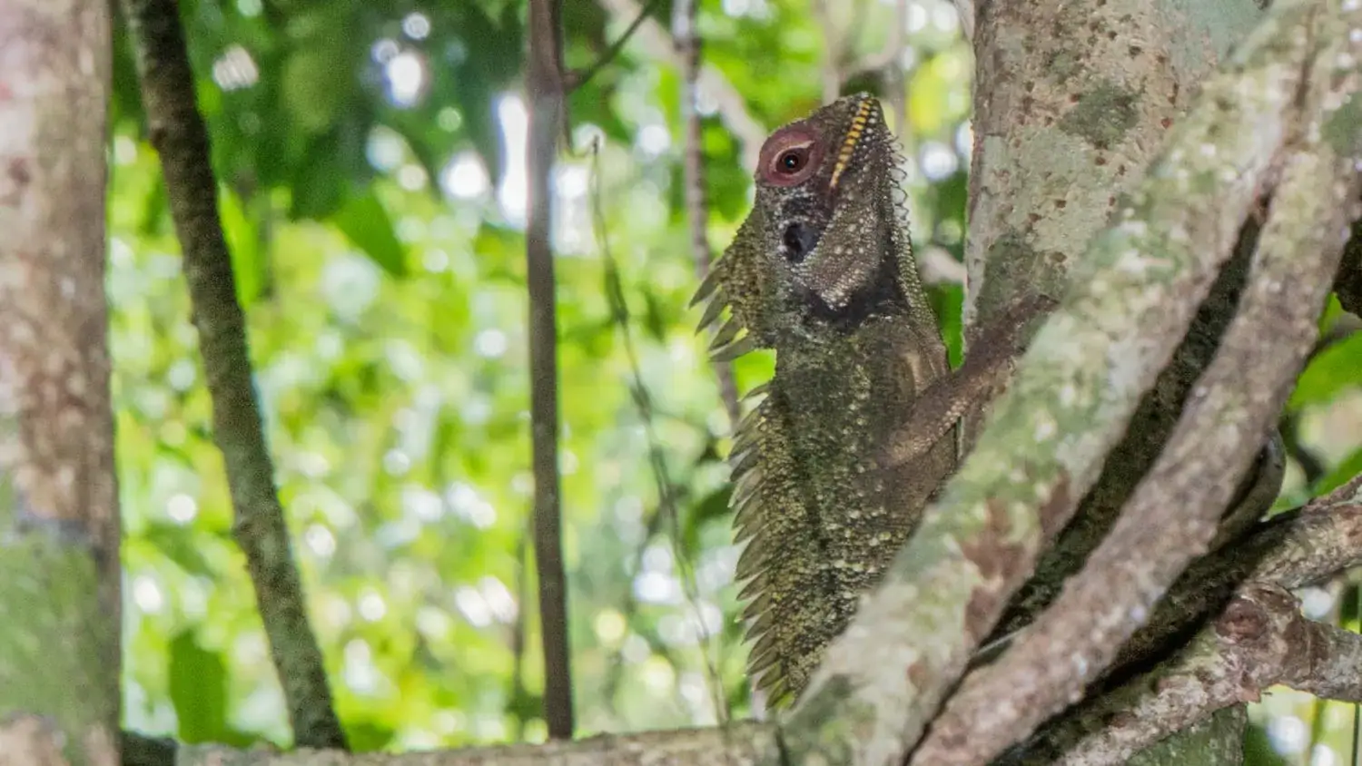 Land creature, geckos hiding on a three, forest in the background
