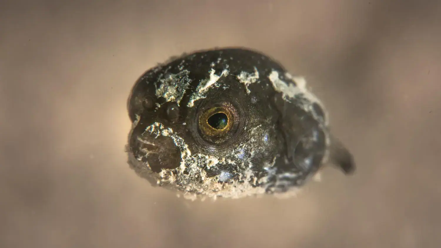 close-up of a tiny pufferfish larva, dark speckled skin, golden eye, floating in murky water, macro underwater photography