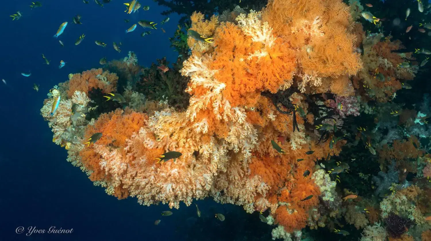 Colorful coral reef, bright orange and yellow sea fan, sponges, reef fish in background, deep blue water