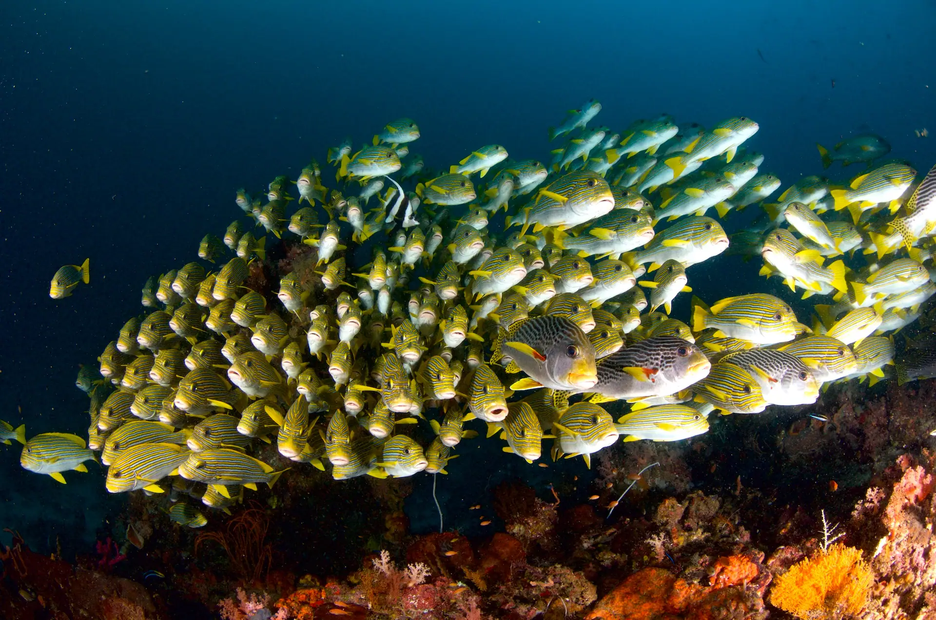 Diving in Raja Ampat 