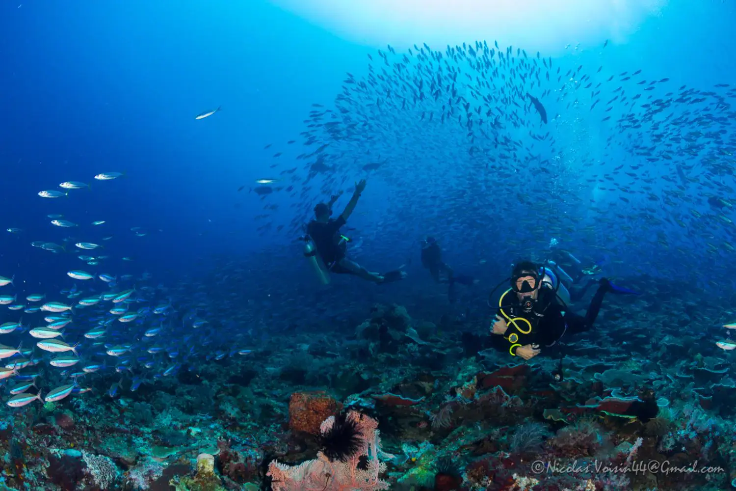 Divers, school of fish, diving, clear blue water, marine life, corals, biodiversity 