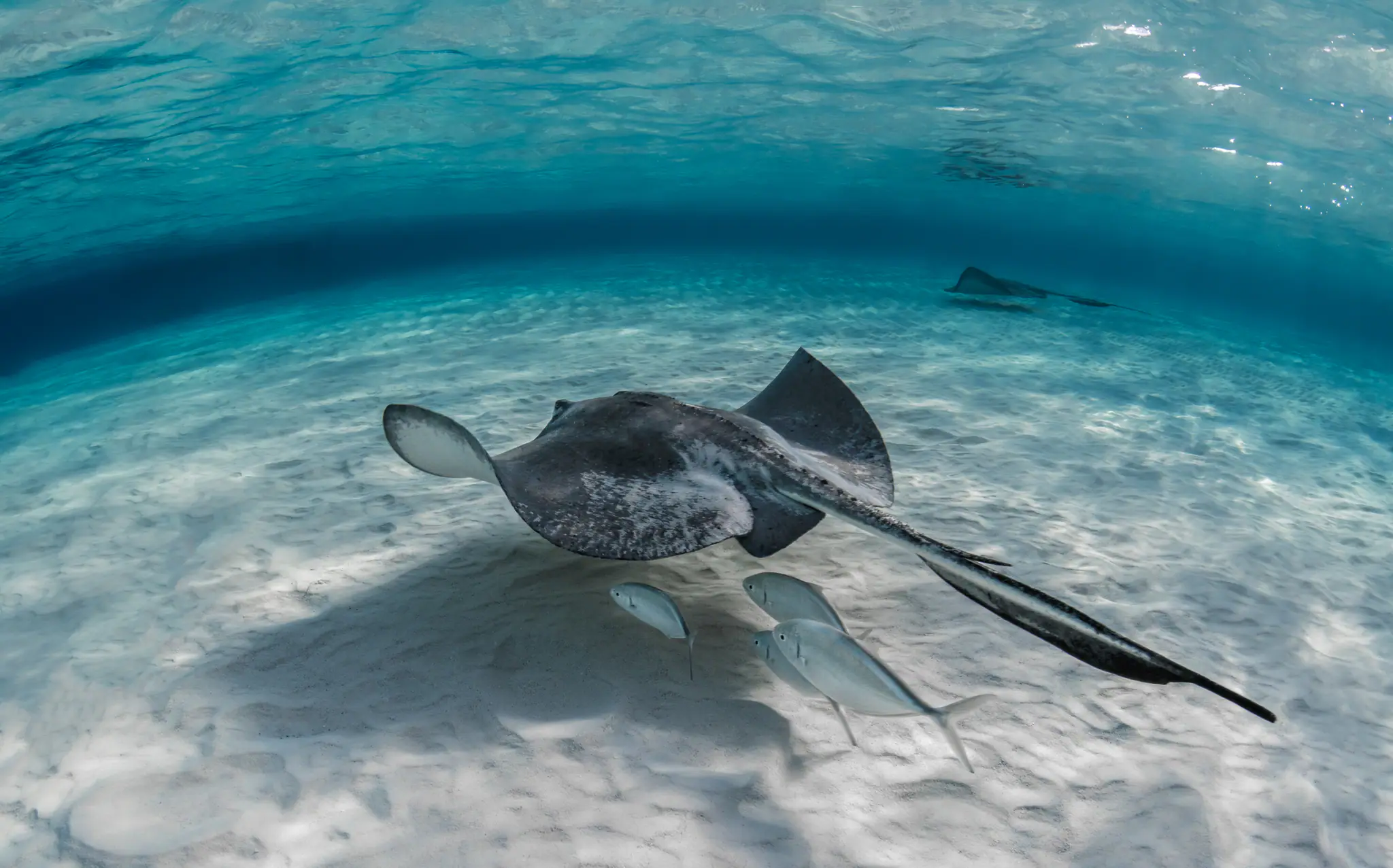 Manta Ray | Wallacea Dive Cruise