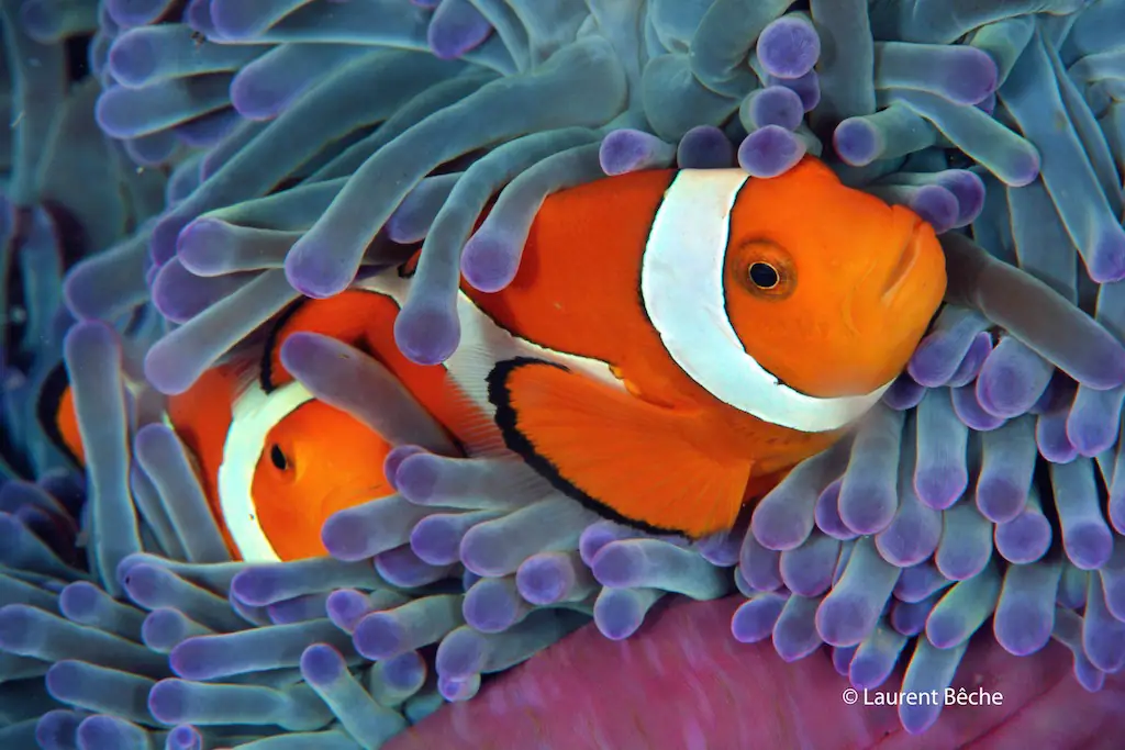 Critters Hiding in Raja Ampat Underwater