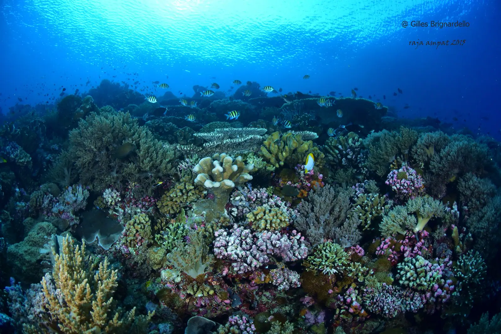 corals