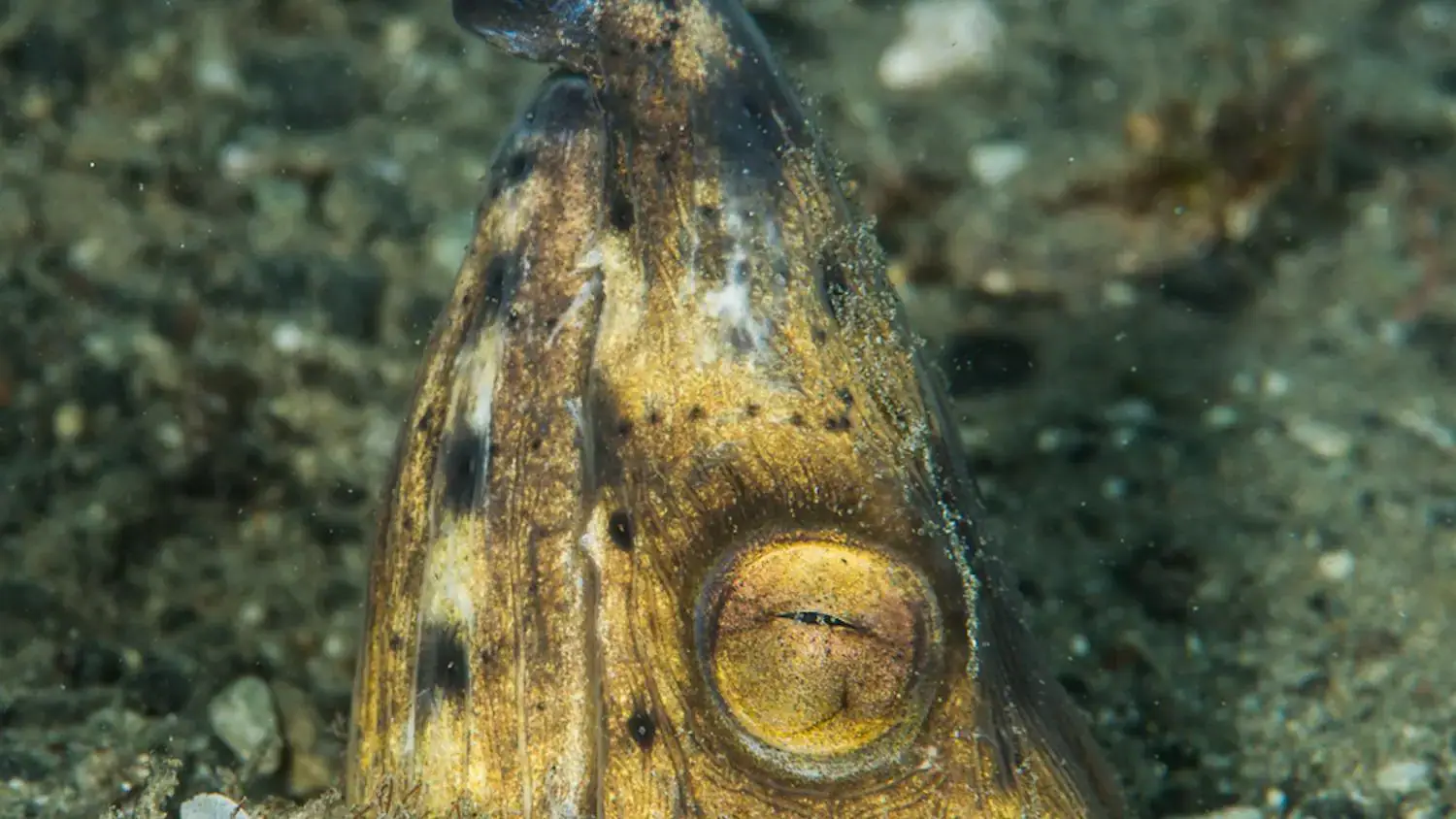 close-up fish, large golden eye, underwater creature, sandy seabed