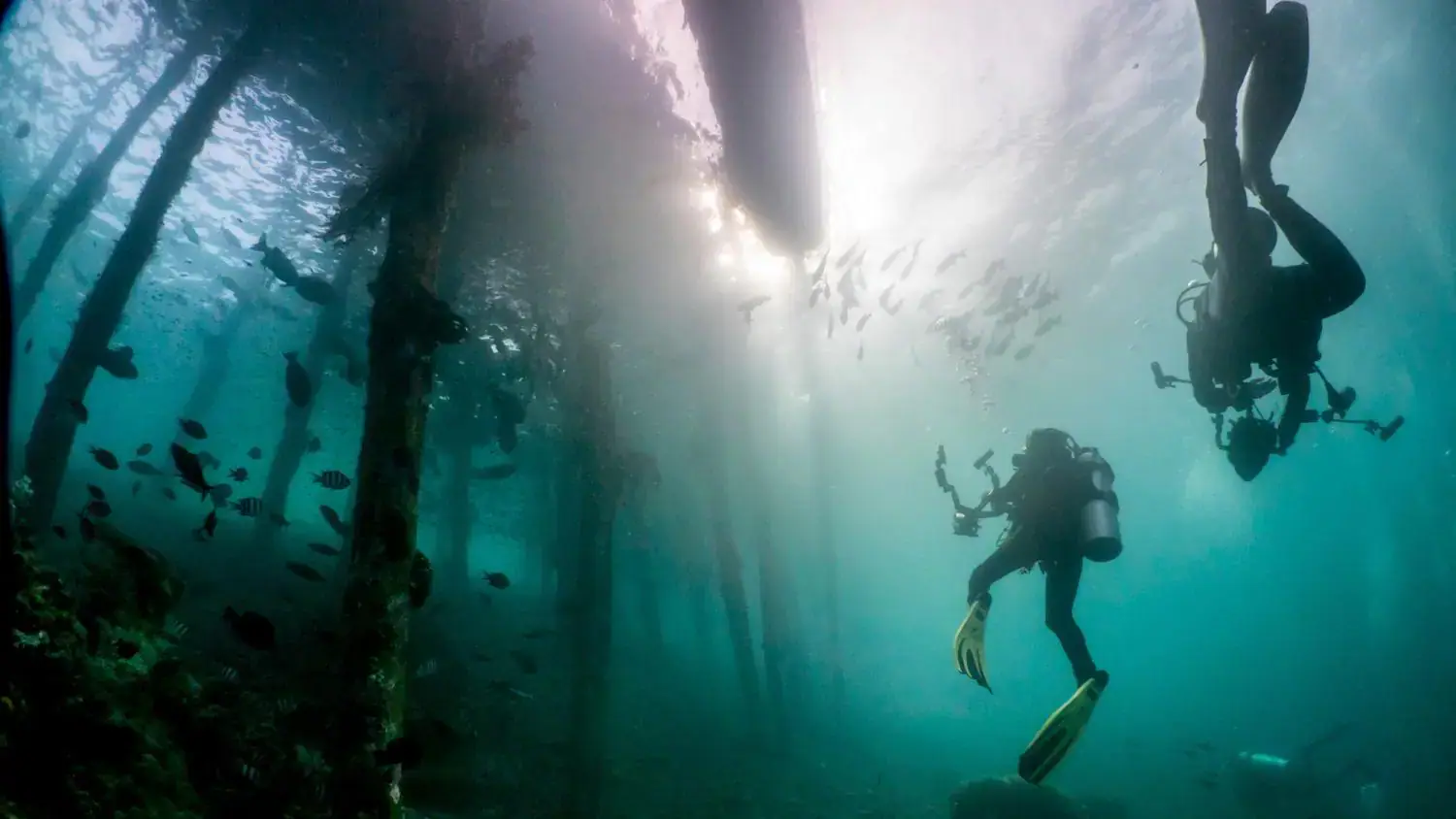 beautiful scenery, diving, divers, underwater, fish