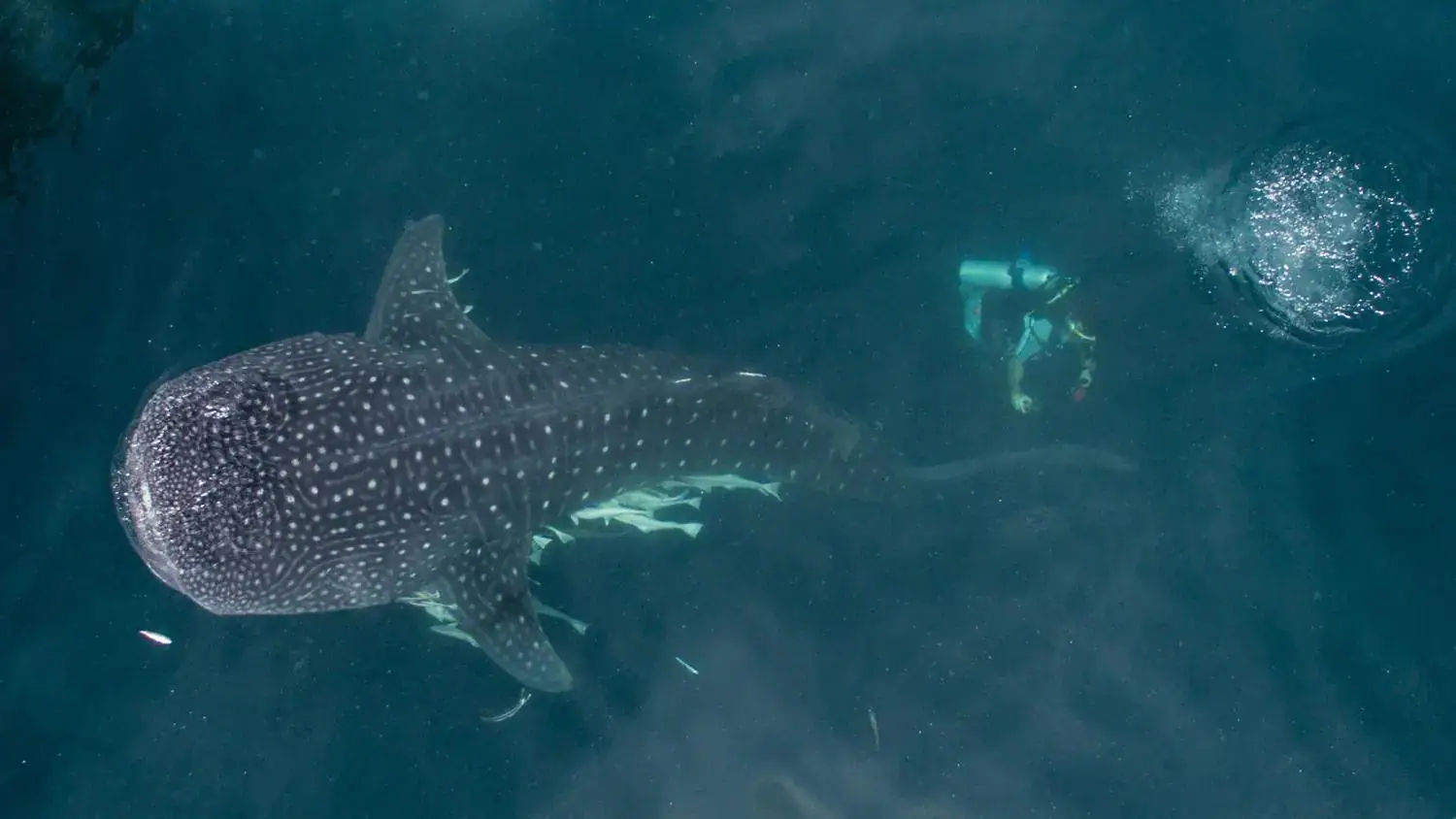 Whale shark, deep water, depths, diver, diving with whale shark