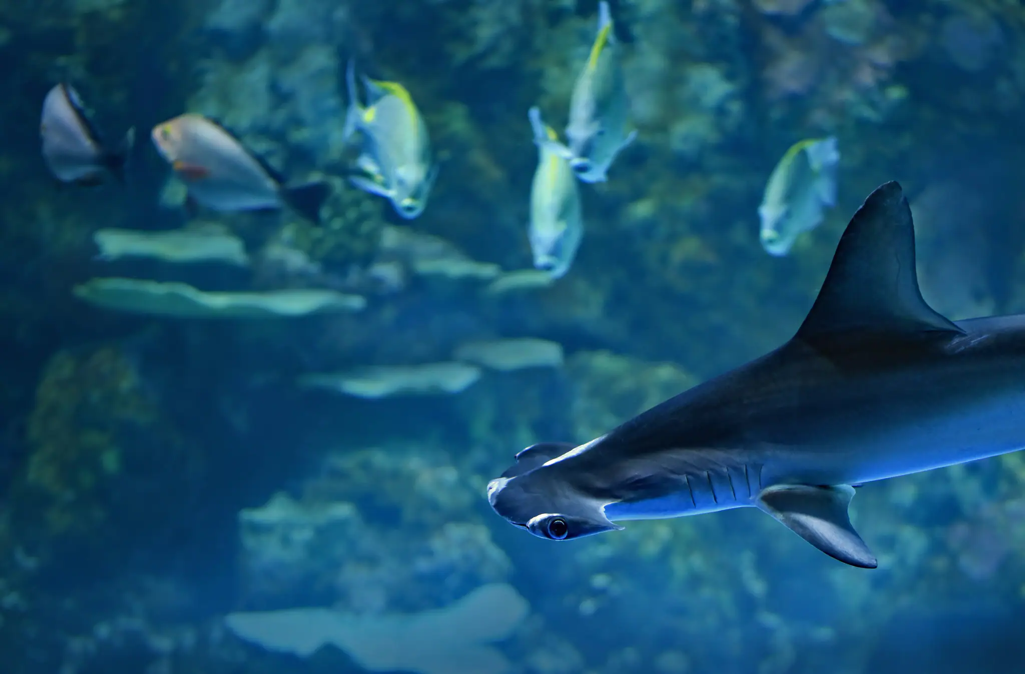 Hammerhead Encounter in Banda Sea | Wallacea Dive Cruise