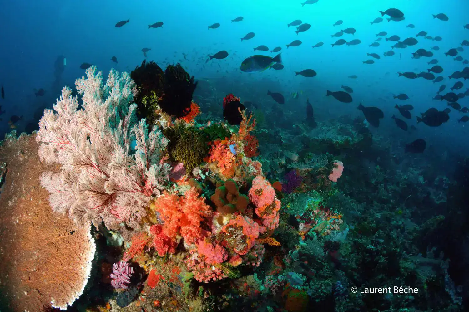 Colourful reef, sponge-covered rock, deep blue water, fish