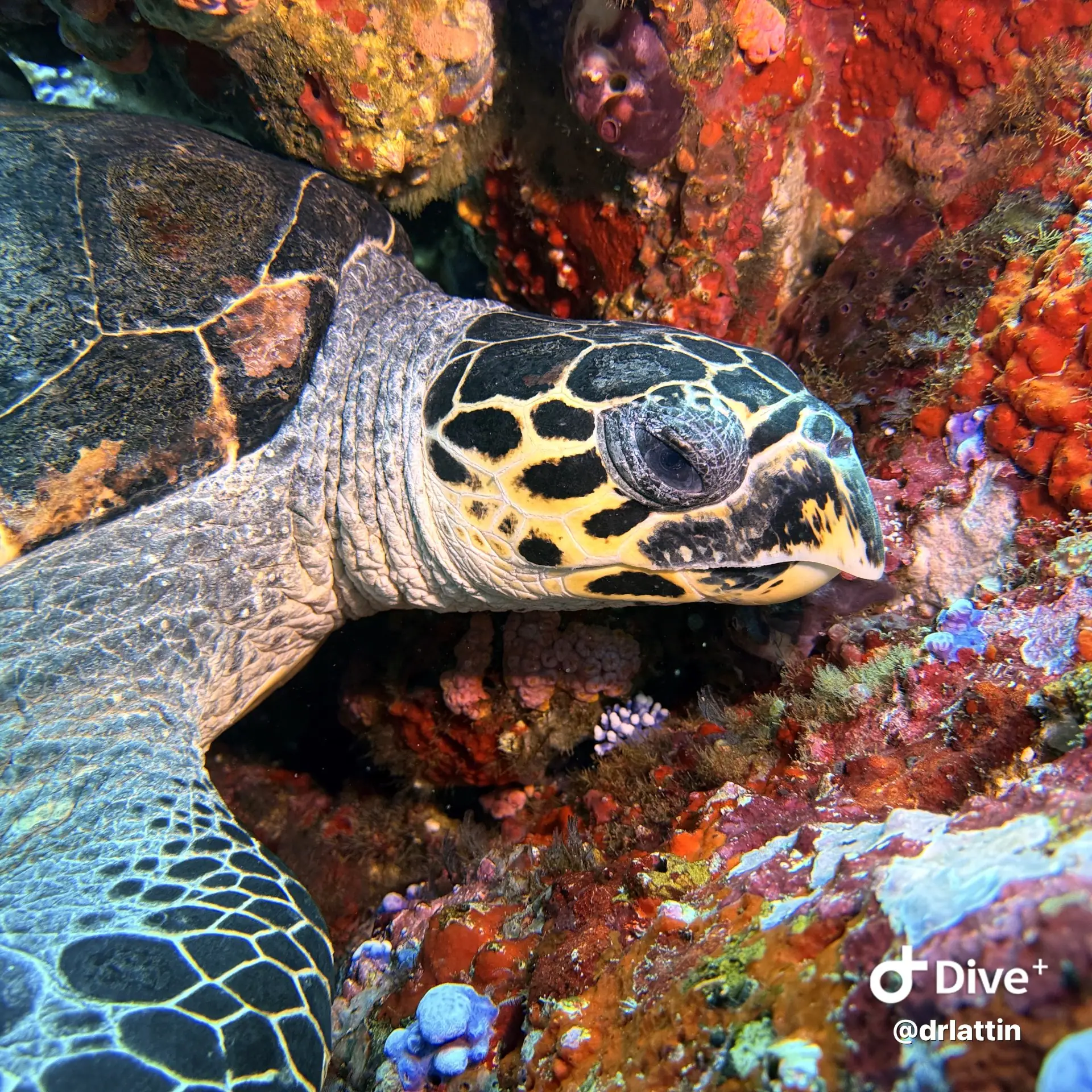 Hawksbill Turtle | Wallacea Dive Cruise