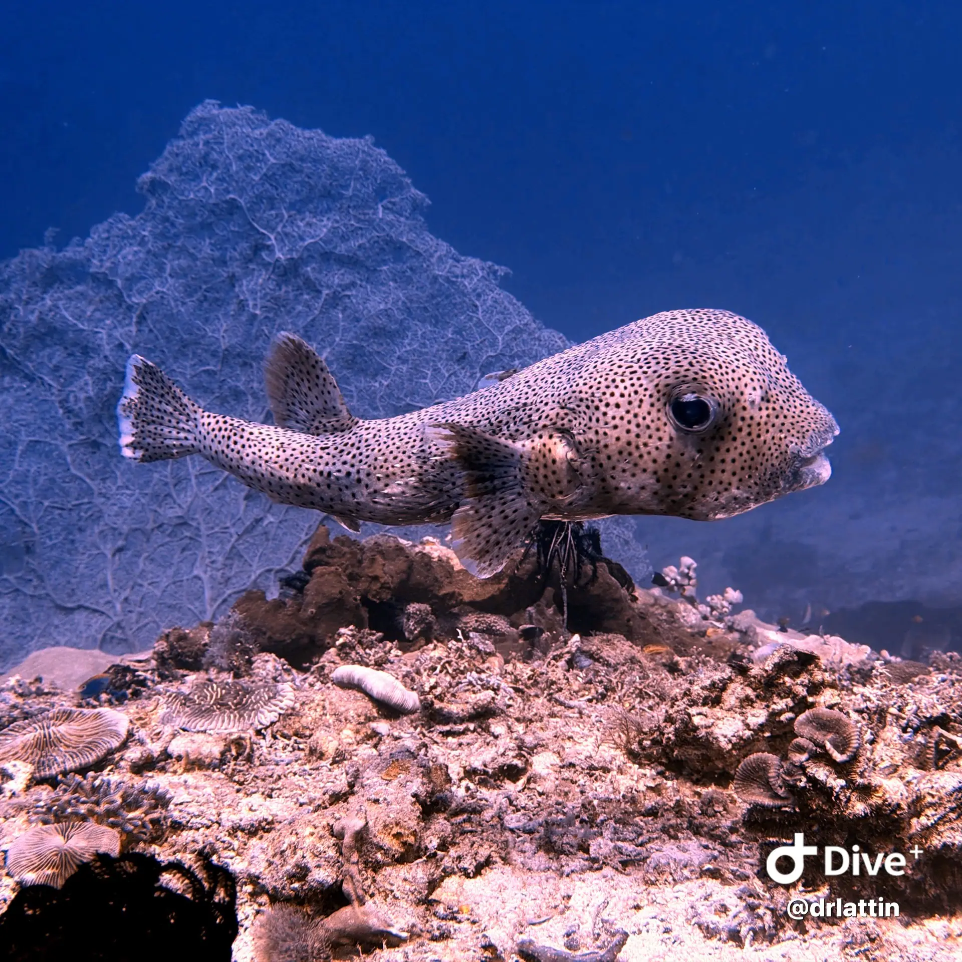 Reef Fish | Wallacea Dive Cruise
