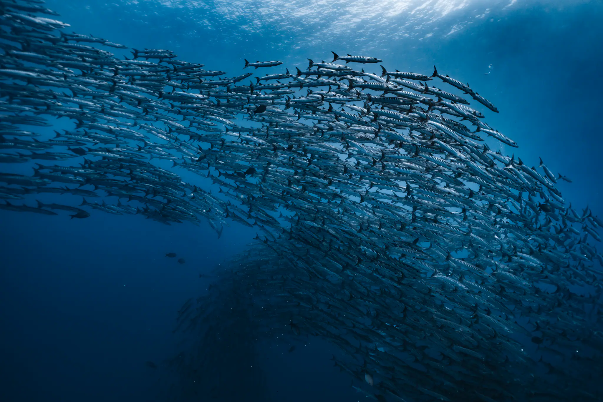 Schooling Baracudas in Halmahera | Wallacea Dive Cruise