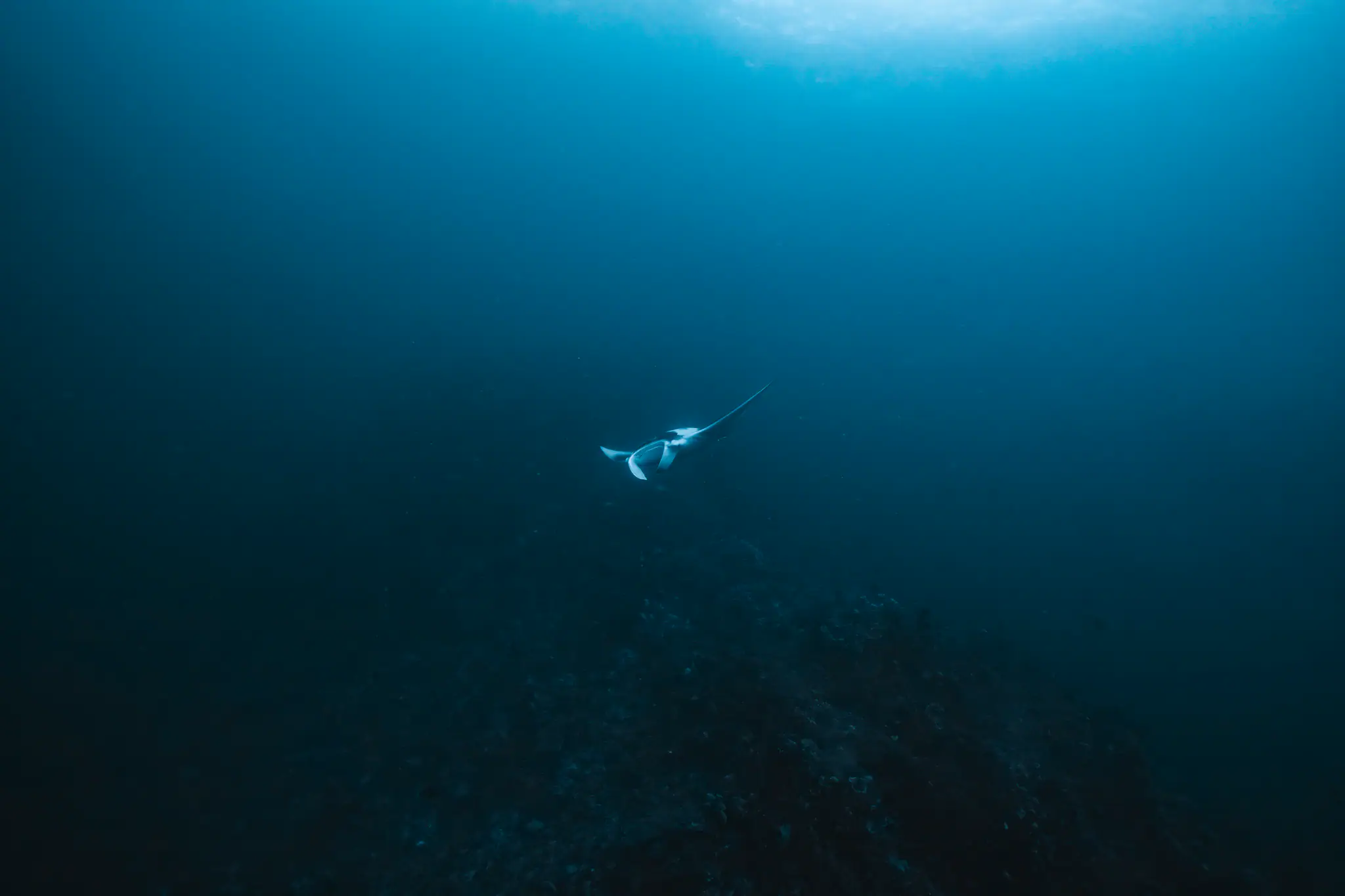 Manta Ray | Wallacea Dive Cruise