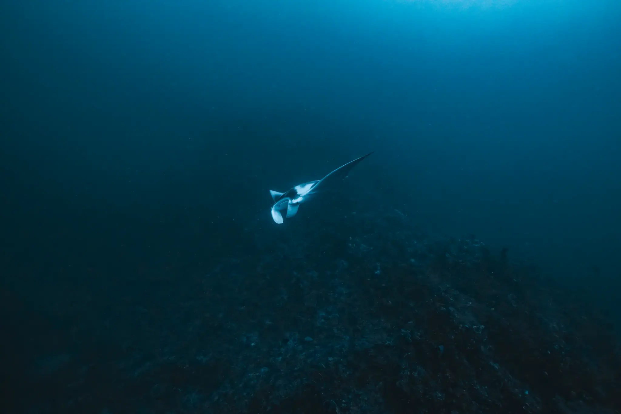 Manta Ray | Wallacea Dive Cruise