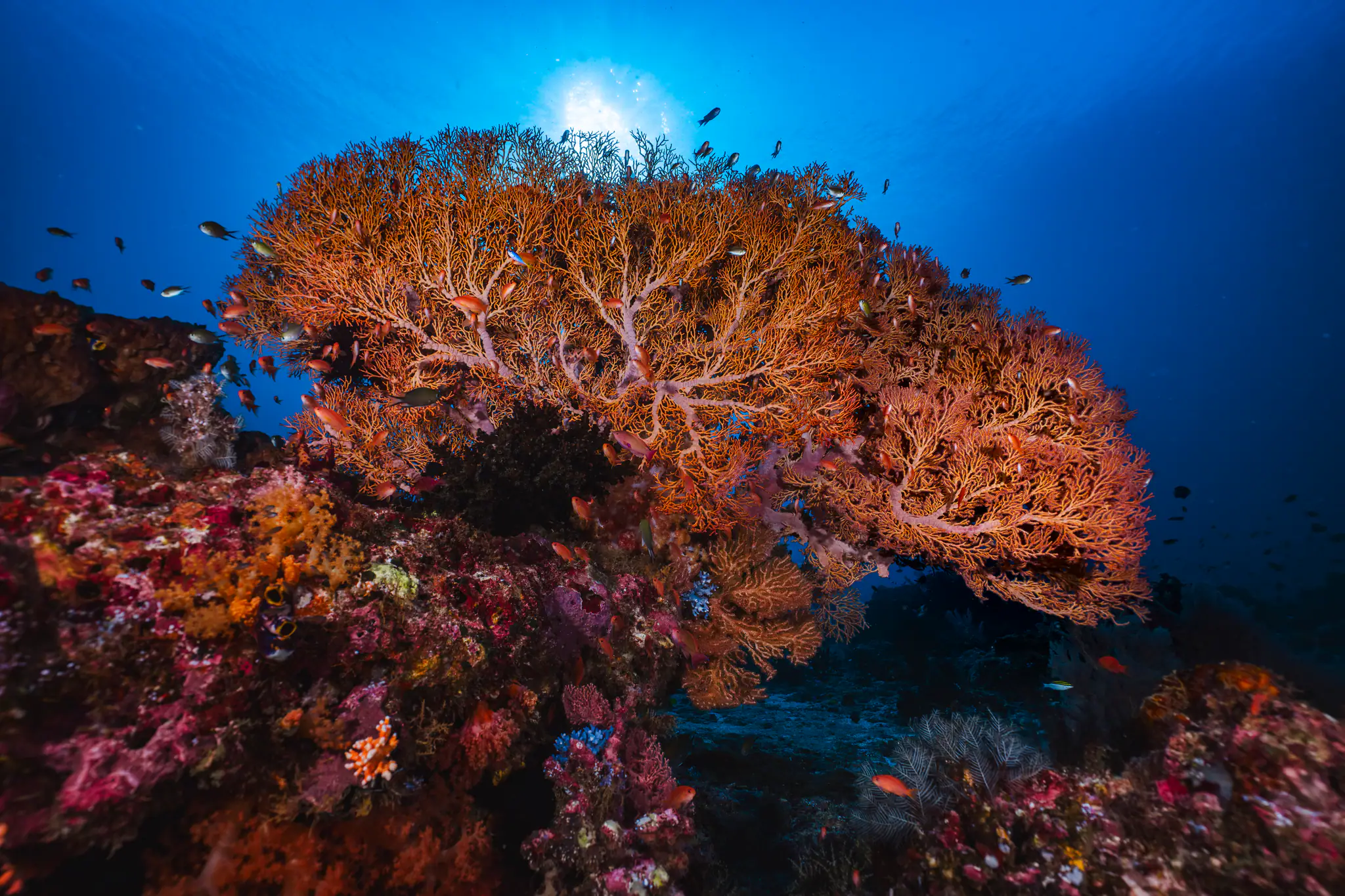 Halmahera Coral Reefs | Wallacea Dive Cruise
