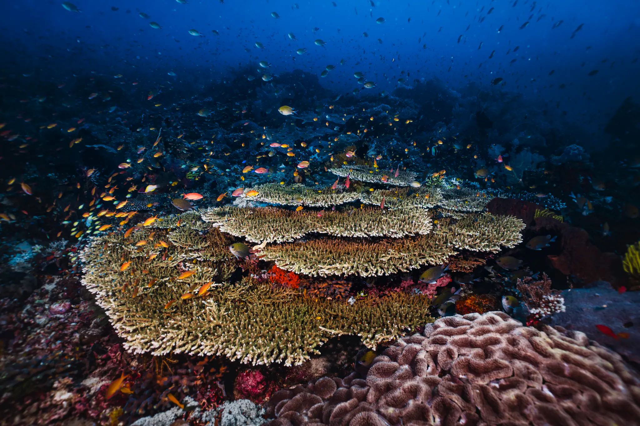 Raja Ampat Healthy Coral Reef | Wallacea Dive Cruise 