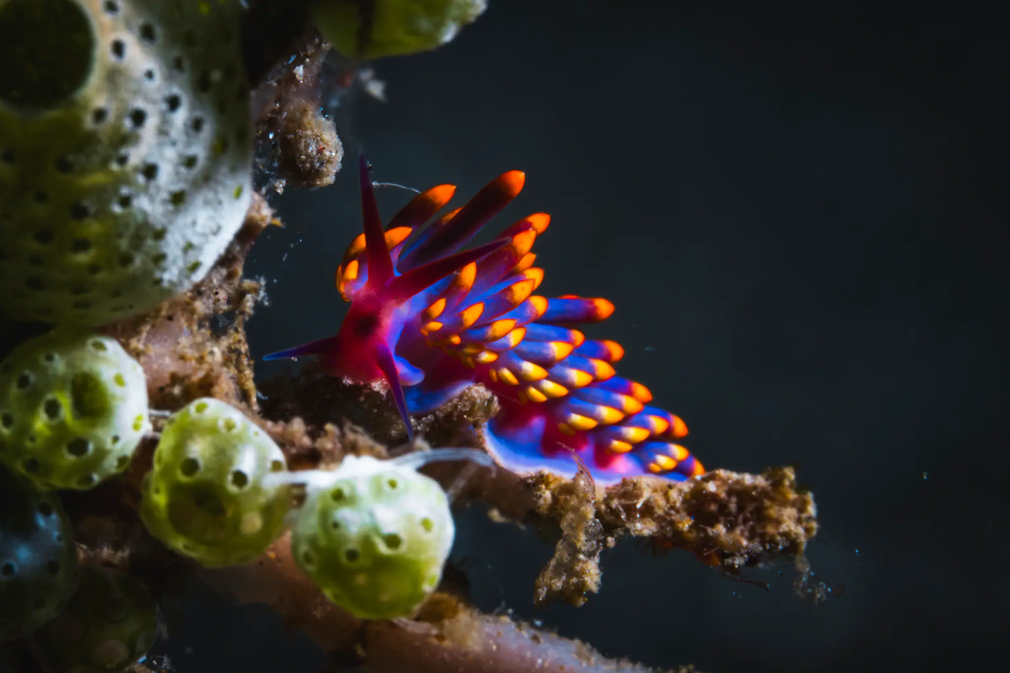 Nudibranch discovered in Halmahera | Wallacea Dive Cruise