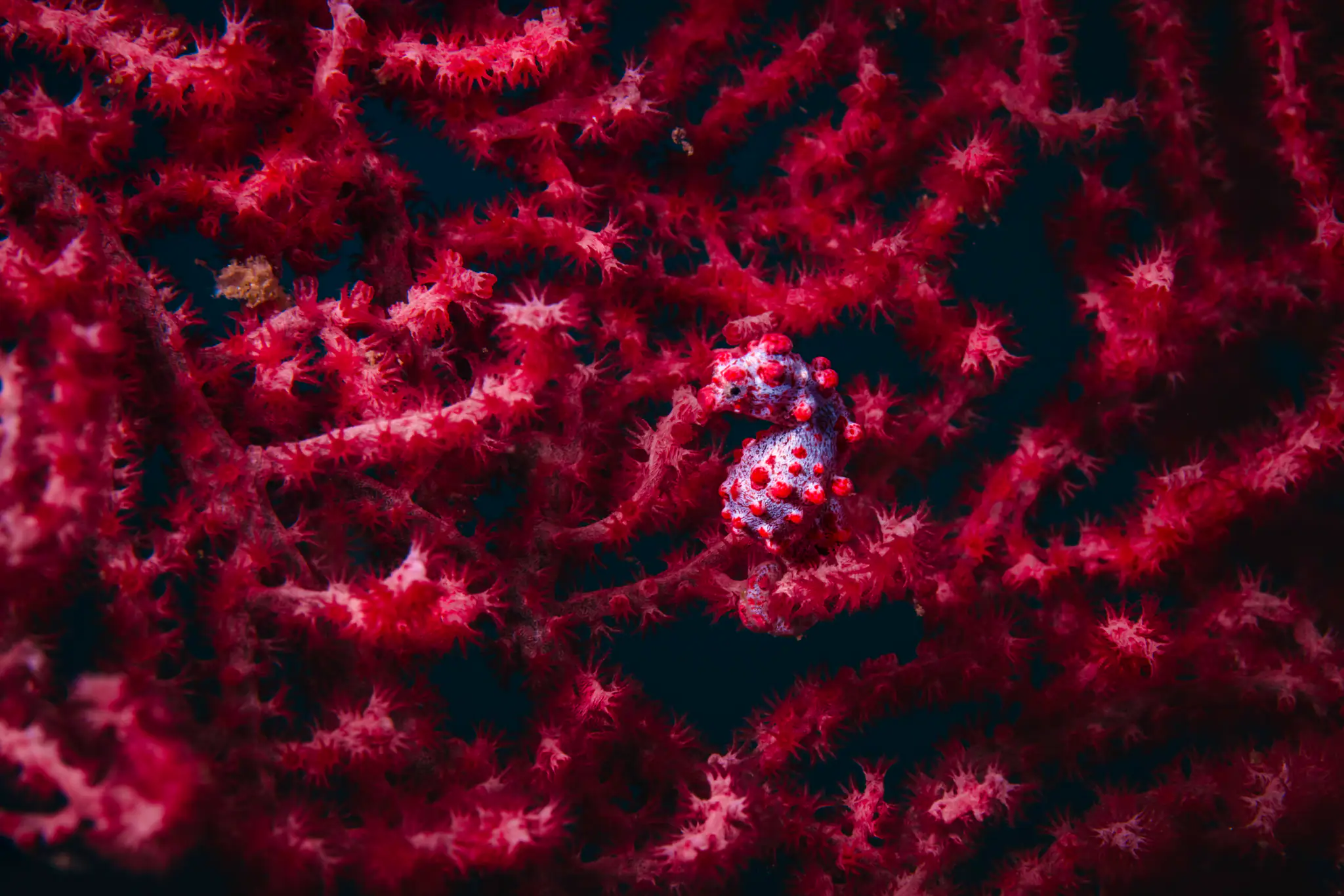 Pygmy Seahorse | Wallacea Dive Cruise