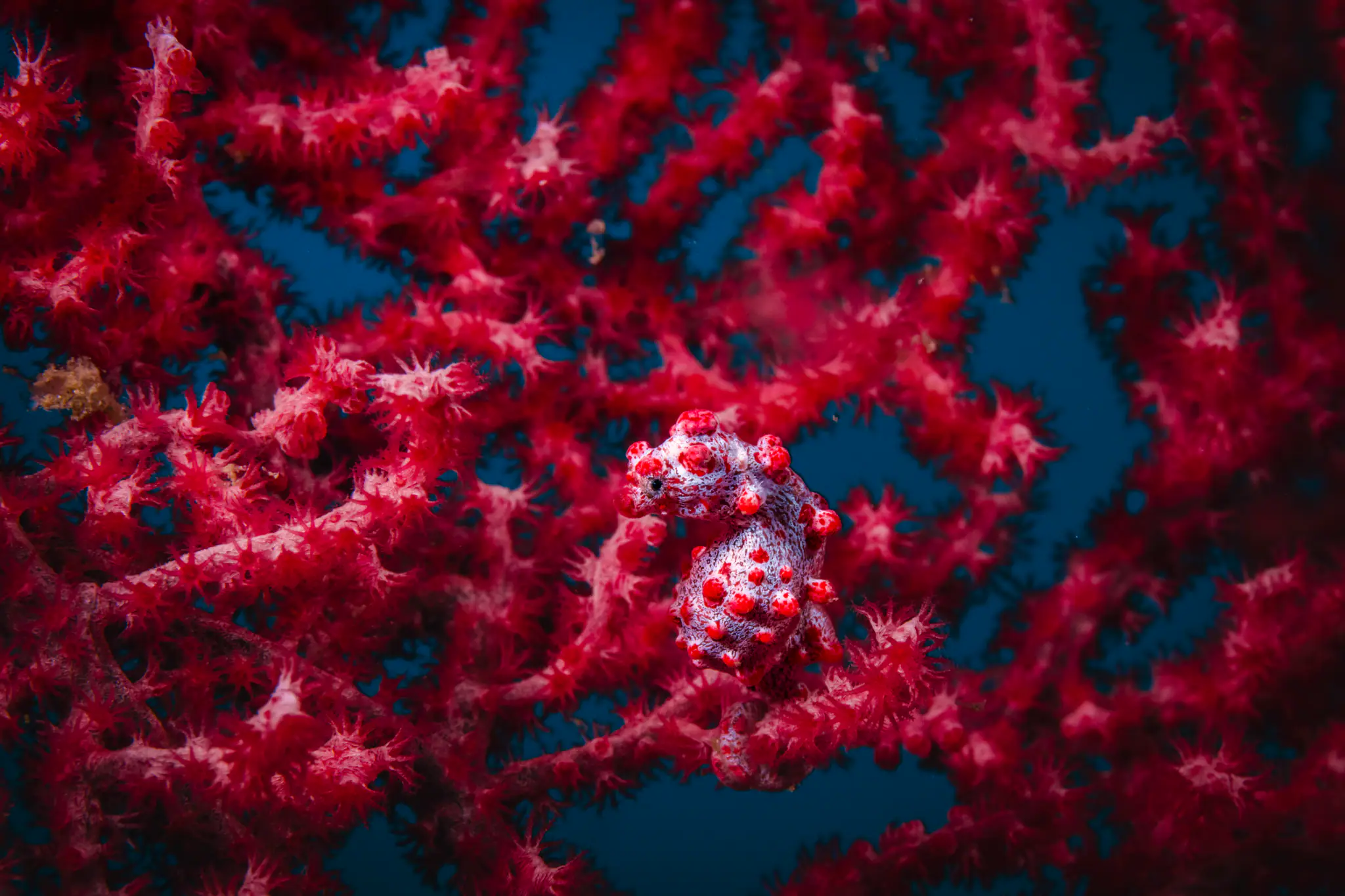 Pygmy Seahorse | Wallacea Dive Cruise
